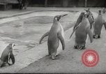 Immagine di Olio di ippoglosso per animali Regno Unito, 1954, secondo 34 filmato di repertorio 65675026998