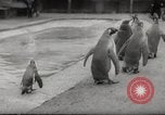 Immagine di Olio di ippoglosso per animali Regno Unito, 1954, secondo 35 filmato di repertorio 65675026998