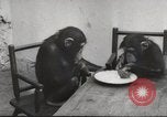 Immagine di Olio di ippoglosso per animali Regno Unito, 1954, secondo 43 filmato di repertorio 65675026998