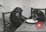 Immagine di Olio di ippoglosso per animali Regno Unito, 1954, secondo 44 filmato di repertorio 65675026998