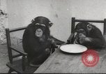Immagine di Olio di ippoglosso per animali Regno Unito, 1954, secondo 45 filmato di repertorio 65675026998