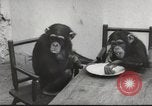Immagine di Olio di ippoglosso per animali Regno Unito, 1954, secondo 46 filmato di repertorio 65675026998