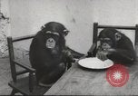 Immagine di Olio di ippoglosso per animali Regno Unito, 1954, secondo 47 filmato di repertorio 65675026998