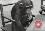 Immagine di Olio di ippoglosso per animali Regno Unito, 1954, secondo 48 filmato di repertorio 65675026998