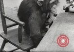 Immagine di Olio di ippoglosso per animali Regno Unito, 1954, secondo 49 filmato di repertorio 65675026998