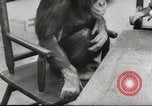 Immagine di Olio di ippoglosso per animali Regno Unito, 1954, secondo 50 filmato di repertorio 65675026998