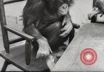 Immagine di Olio di ippoglosso per animali Regno Unito, 1954, secondo 51 filmato di repertorio 65675026998