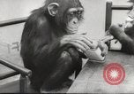 Immagine di Olio di ippoglosso per animali Regno Unito, 1954, secondo 53 filmato di repertorio 65675026998