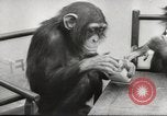 Immagine di Olio di ippoglosso per animali Regno Unito, 1954, secondo 54 filmato di repertorio 65675026998