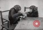 Immagine di Olio di ippoglosso per animali Regno Unito, 1954, secondo 55 filmato di repertorio 65675026998