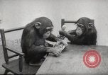 Immagine di Olio di ippoglosso per animali Regno Unito, 1954, secondo 56 filmato di repertorio 65675026998