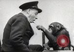 Immagine di Olio di ippoglosso per animali Regno Unito, 1954, secondo 57 filmato di repertorio 65675026998