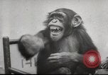 Immagine di Olio di ippoglosso per animali Regno Unito, 1954, secondo 62 filmato di repertorio 65675026998