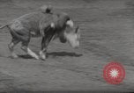 Immagine di Junior Rodeo John Day Oregon USA, 1954, secondo 46 filmato di repertorio 65675027005
