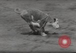 Immagine di Junior Rodeo John Day Oregon USA, 1954, secondo 47 filmato di repertorio 65675027005