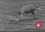 Immagine di Junior Rodeo John Day Oregon USA, 1954, secondo 48 filmato di repertorio 65675027005