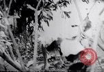 Image Tet Offensive Bataille de teinte La teinte Vietnam, 1968, de la seconde 24 séquences d'archives historiques vidéo 65675027014