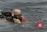 Image of jet pilot water rescue United States USA, 1965, second 6 stock footage video 65675027024
