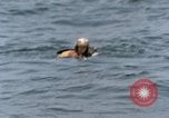 Image of jet pilot water rescue United States USA, 1965, second 27 stock footage video 65675027024