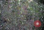 Image of United States soldiers Vietnam, 1967, second 50 stock footage video 65675027031