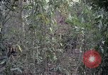Image of United States soldiers Vietnam, 1967, second 51 stock footage video 65675027031