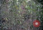 Image of United States soldiers Vietnam, 1967, second 53 stock footage video 65675027031