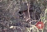 Image of United States soldiers on patrol in Vietnam War Vietnam, 1967, second 30 stock footage video 65675027034