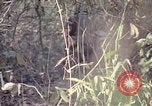 Image of United States soldiers on patrol in Vietnam War Vietnam, 1967, second 37 stock footage video 65675027034