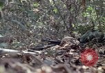 Image of United States soldiers Vietnam, 1967, second 21 stock footage video 65675027036