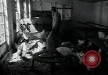 Image of 4-H club members Denmark, 1950, second 47 stock footage video 65675027096