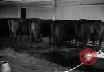Image of 4-H club members Denmark, 1950, second 61 stock footage video 65675027096