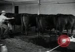 Image of 4-H club members Denmark, 1950, second 62 stock footage video 65675027096