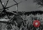 Image of woman farmer France, 1950, second 26 stock footage video 65675027097