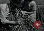Image of woman farmer France, 1950, second 29 stock footage video 65675027097
