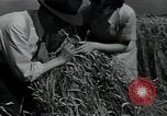 Image of woman farmer France, 1950, second 30 stock footage video 65675027097