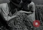 Image of woman farmer France, 1950, second 31 stock footage video 65675027097