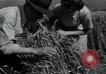 Image of woman farmer France, 1950, second 32 stock footage video 65675027097