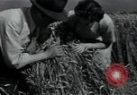 Image of woman farmer France, 1950, second 33 stock footage video 65675027097