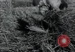 Image of woman farmer France, 1950, second 41 stock footage video 65675027097