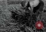 Image of woman farmer France, 1950, second 42 stock footage video 65675027097