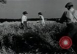 Image of woman farmer France, 1950, second 44 stock footage video 65675027097