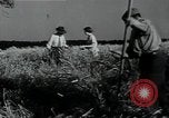 Image of woman farmer France, 1950, second 45 stock footage video 65675027097