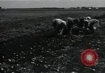 Image of potato farming Germany, 1950, second 31 stock footage video 65675027098