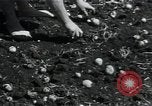 Image of potato farming Germany, 1950, second 36 stock footage video 65675027098