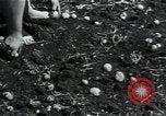 Image of potato farming Germany, 1950, second 37 stock footage video 65675027098