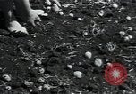 Image of potato farming Germany, 1950, second 38 stock footage video 65675027098