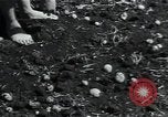 Image of potato farming Germany, 1950, second 39 stock footage video 65675027098
