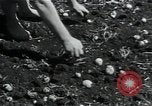 Image of potato farming Germany, 1950, second 40 stock footage video 65675027098