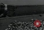 Image of potato farming Germany, 1950, second 41 stock footage video 65675027098