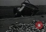 Image of potato farming Germany, 1950, second 42 stock footage video 65675027098